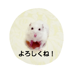 [LINEスタンプ] ハムのスーちゃん♡