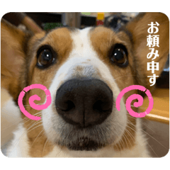 [LINEスタンプ] シャンティー親分