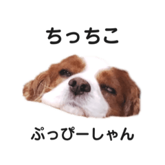 [LINEスタンプ] ろんのちっちこぷースタンプ
