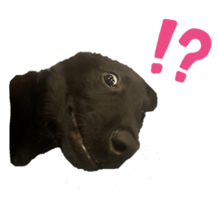 [LINEスタンプ] Lily Face stamp