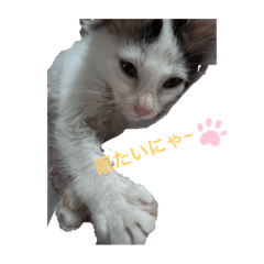 [LINEスタンプ] ふうスタんぷ
