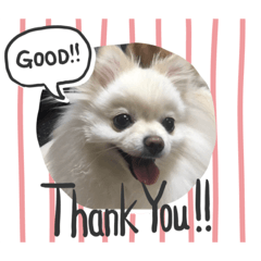[LINEスタンプ] ポメと1ぴきのトイプー