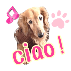 [LINEスタンプ] ダックン＆ゴロ兵衛  2