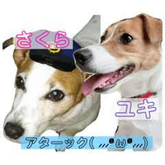 [LINEスタンプ] さくら＆ユキ  ジャックラッセルテリア