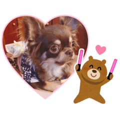 [LINEスタンプ] チワワのあんこちゃんスタンプ2