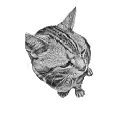 [LINEスタンプ] ねこ鉛筆画スタンプ