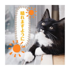 [LINEスタンプ] 子猫のSUN☀︎