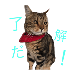 [LINEスタンプ] 愛猫オーシャくんの日常