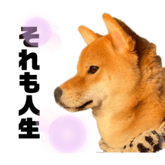 [LINEスタンプ] 小川家のさちまる