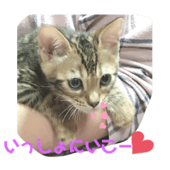[LINEスタンプ] にゃおぉーんず