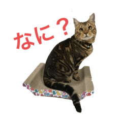 [LINEスタンプ] うちのオーシャ