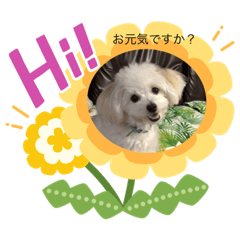 [LINEスタンプ] pomepu anko