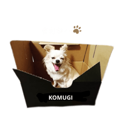 [LINEスタンプ] 天野家のこむぎさん。