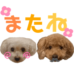 [LINEスタンプ] トイプードルの仲良しスタンプ♡