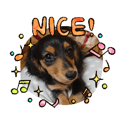 [LINEスタンプ] ミニチュアダックス★こてつフレーム