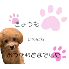[LINEスタンプ] トイプー❤︎めるの日常