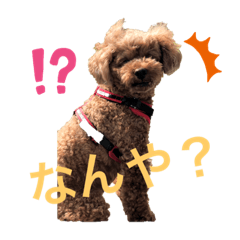 [LINEスタンプ] トイプードル 一護くん