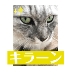 [LINEスタンプ] ネコ 猫 ねこ cat