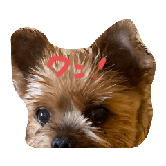 [LINEスタンプ] 愛犬もずくちゃん´•ﻌ•`