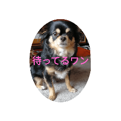 [LINEスタンプ] チワワ リックル