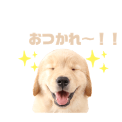 [LINEスタンプ] ゴールデンレトリバーカリンさん。