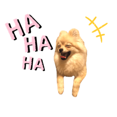 [LINEスタンプ] ポメラニアン のガオ