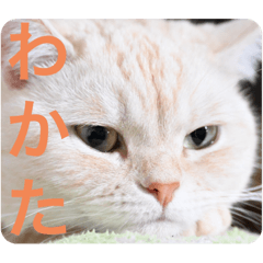 [LINEスタンプ] ミヌエットのしずく