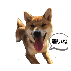 [LINEスタンプ] 柴犬 獅子丸