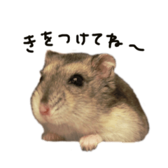 [LINEスタンプ] モモちゃんの使いやすいスタンプ