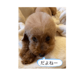 [LINEスタンプ] トイプードル かわいい