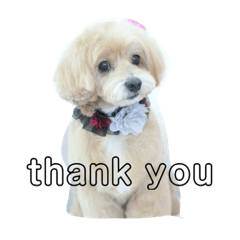 [LINEスタンプ] ちょこ犬スタンプ