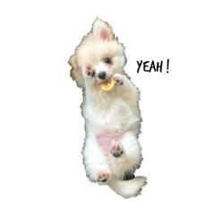 [LINEスタンプ] とろろんすたんぷ