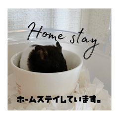[LINEスタンプ] すーくんでちゅー。
