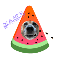 [LINEスタンプ] 小梅のほのぼの日常no4
