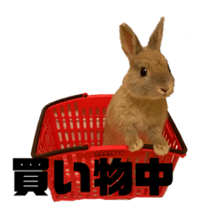 [LINEスタンプ] うさぎさんのこむぎ⑤