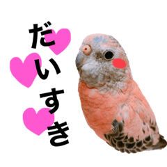 [LINEスタンプ] アキクサインコおはぎの日常