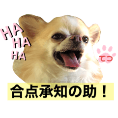 [LINEスタンプ] チワワ のテツ ver.2