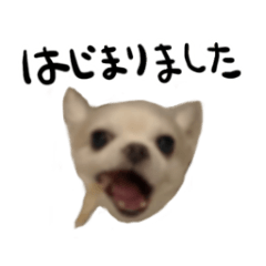 [LINEスタンプ] ぼくごまお
