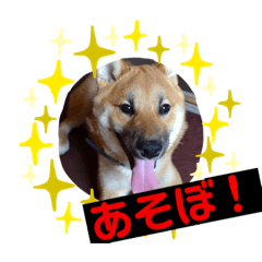 [LINEスタンプ] 柴犬ハクト