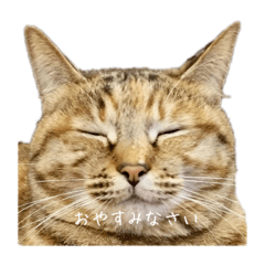 [LINEスタンプ] ねこの写真すたんぷ(=^x^=)