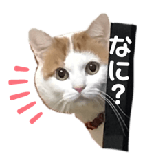 [LINEスタンプ] 愛猫ちーこスタンプ