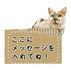 [LINEスタンプ] 三毛猫すっぴーのメッセージスタンプ