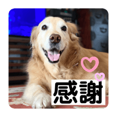 [LINEスタンプ] ゴールデンさくらの日々❹