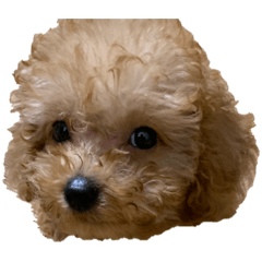 [LINEスタンプ] マーティー君