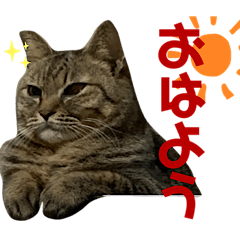 [LINEスタンプ] みーさんとみゃーさん