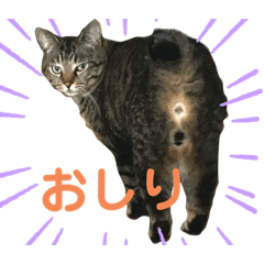 [LINEスタンプ] トラとクロのスタンプ