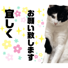 [LINEスタンプ] やんくん、