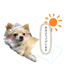 [LINEスタンプ] 天野家のこむぎさん。16種類