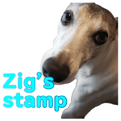 Every Day Zig's