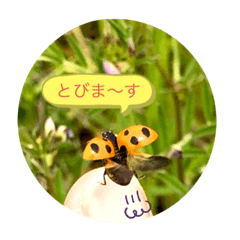 [LINEスタンプ] 虫虫スタンプ